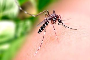 
Cemig Saúde reforça serviços para enfrentamento da dengue
