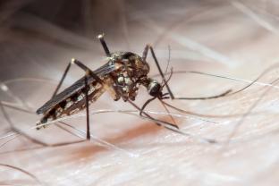 
Em caso de dengue, a Cemig Saúde está pronta acolhê-lo

