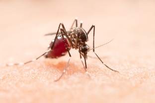 
Fake news sobre a dengue: desvendando os mitos
