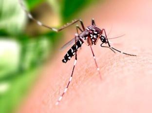 Cemig Saúde reforça serviços para enfrentamento da dengue
Cemig Saúde reforça serviços para enfrentamento da dengue