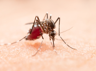 
Fake news sobre a dengue: desvendando os mitos
